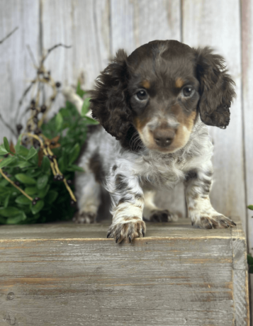 meet-walter-the-sweetest-dachshund-for-sale-big-1