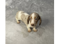 dachshund-puppy-ready-for-her-new-home-small-0