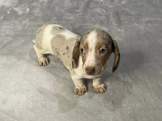 Dachshund Puppy Ready for Her New Home