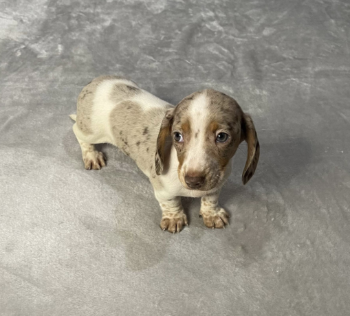 dachshund-puppy-ready-for-her-new-home-big-0