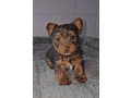 yorkshire-terrier-boy-florida-small-0