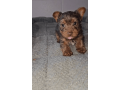 yorkshire-terrier-boy-florida-small-1