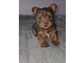 yorkshire-terrier-boy-florida-small-2