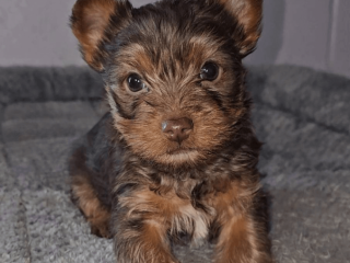 Yorkshire Terrier Boy - Florida