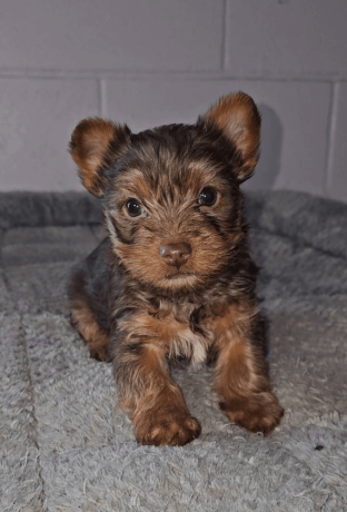 yorkshire-terrier-boy-florida-big-0