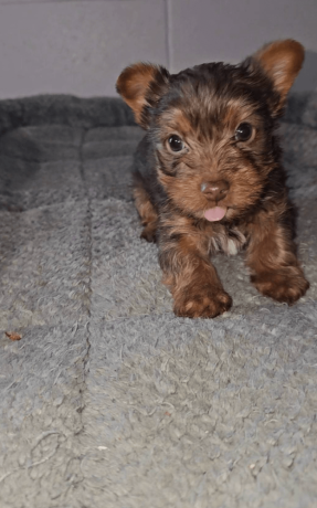 yorkshire-terrier-boy-florida-big-1