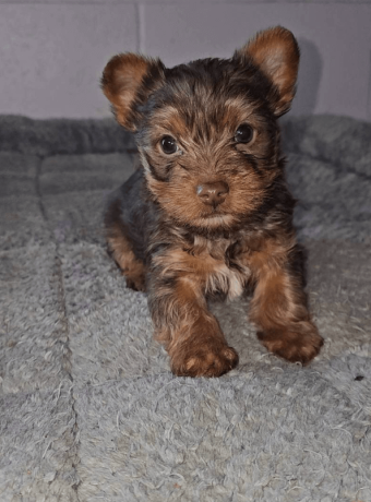 yorkshire-terrier-boy-florida-big-2