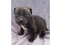 american-pit-bull-terrier-puppies-for-sale-in-miami-ok-small-1