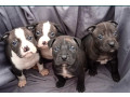 american-pit-bull-terrier-puppies-for-sale-in-miami-ok-small-0