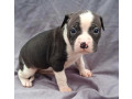 american-pit-bull-terrier-puppies-for-sale-in-miami-ok-small-5