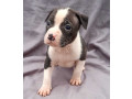 american-pit-bull-terrier-puppies-for-sale-in-miami-ok-small-4