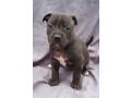 american-pit-bull-terrier-puppies-for-sale-in-miami-ok-small-6