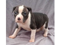 american-pit-bull-terrier-puppies-for-sale-in-miami-ok-small-3