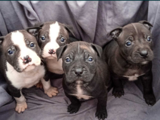 American Pit Bull Terrier Puppies for Sale in Miami, OK