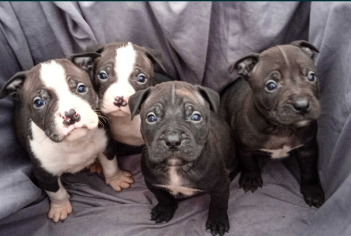 american-pit-bull-terrier-puppies-for-sale-in-miami-ok-big-0