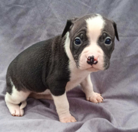 american-pit-bull-terrier-puppies-for-sale-in-miami-ok-big-5