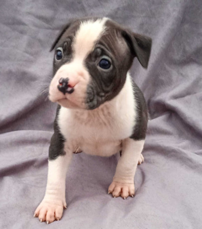 american-pit-bull-terrier-puppies-for-sale-in-miami-ok-big-4