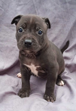 american-pit-bull-terrier-puppies-for-sale-in-miami-ok-big-6