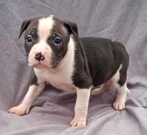 american-pit-bull-terrier-puppies-for-sale-in-miami-ok-big-3