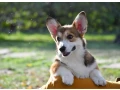 welsh-corgi-pembroke-small-1