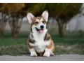 welsh-corgi-pembroke-small-0