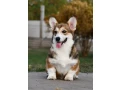 welsh-corgi-pembroke-small-4