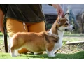 welsh-corgi-pembroke-small-7