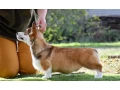 welsh-corgi-pembroke-small-2