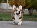 welsh-corgi-pembroke-small-3