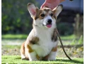 welsh-corgi-pembroke-small-6