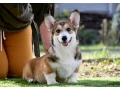 welsh-corgi-pembroke-small-5