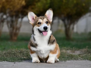 Welsh Corgi Pembroke