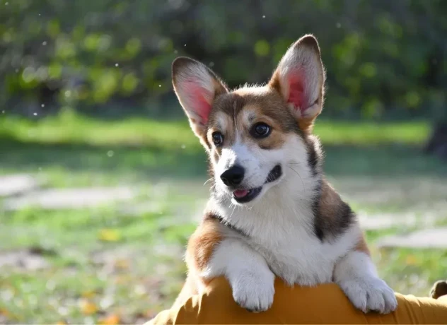 welsh-corgi-pembroke-big-1