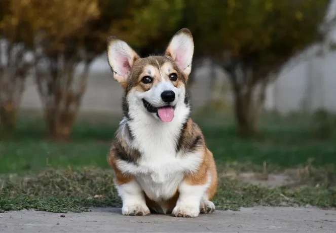 welsh-corgi-pembroke-big-0