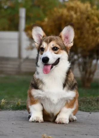 welsh-corgi-pembroke-big-4