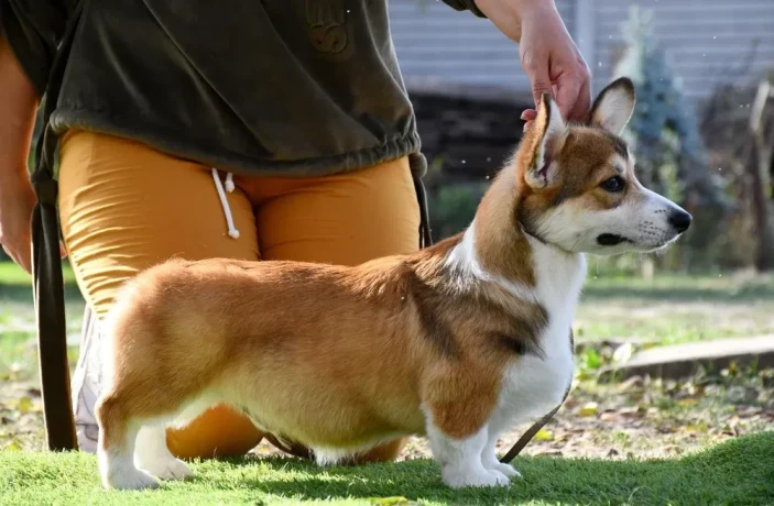 welsh-corgi-pembroke-big-7