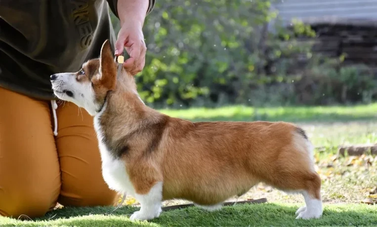 welsh-corgi-pembroke-big-2