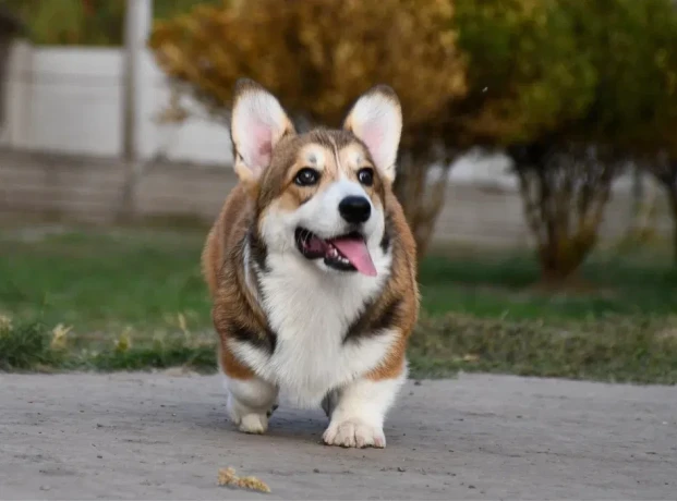 welsh-corgi-pembroke-big-3