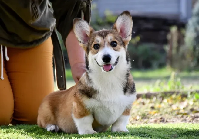 welsh-corgi-pembroke-big-5