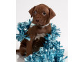 female-american-pit-bull-terrier-puppy-for-sale-in-clifton-co-small-1