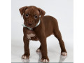 female-american-pit-bull-terrier-puppy-for-sale-in-clifton-co-small-4