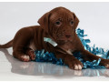 female-american-pit-bull-terrier-puppy-for-sale-in-clifton-co-small-5