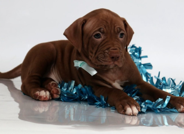 female-american-pit-bull-terrier-puppy-for-sale-in-clifton-co-big-5