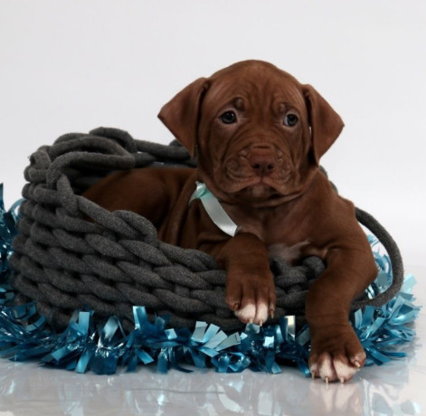 female-american-pit-bull-terrier-puppy-for-sale-in-clifton-co-big-0