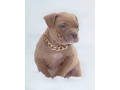 american-pit-bull-terrier-puppies-for-sale-in-chadron-ne-small-9