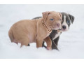 american-pit-bull-terrier-puppies-for-sale-in-chadron-ne-small-0