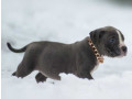 american-pit-bull-terrier-puppies-for-sale-in-chadron-ne-small-13