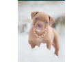 american-pit-bull-terrier-puppies-for-sale-in-chadron-ne-small-11