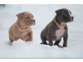 american-pit-bull-terrier-puppies-for-sale-in-chadron-ne-small-1