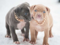 american-pit-bull-terrier-puppies-for-sale-in-chadron-ne-small-3